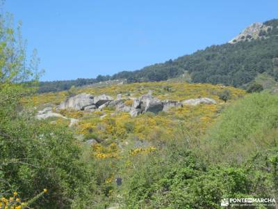 En amarillo, Floración del Cambroño; singles donostia grupo senderista de murcia embalse de la jaros